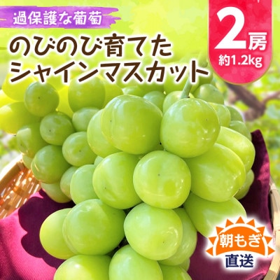 《2026年発送　先行受付》朝もぎ直送!!過保護に育った葡萄『のびのび育てたシャインマスカット』2房【配送不可地域：離島】