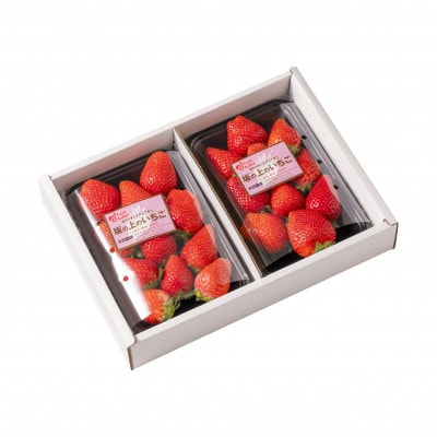 山梨県産坂の上のいちご280g×2【配送不可地域：離島】