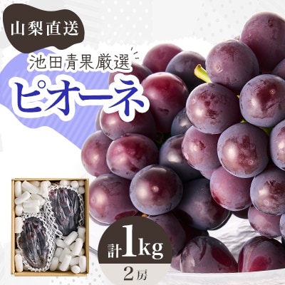 【2026年先行受付】厳選!!池田青果のピオーネ　2房 ふるさと納税　計1kg以上【配送不可地域：離島】