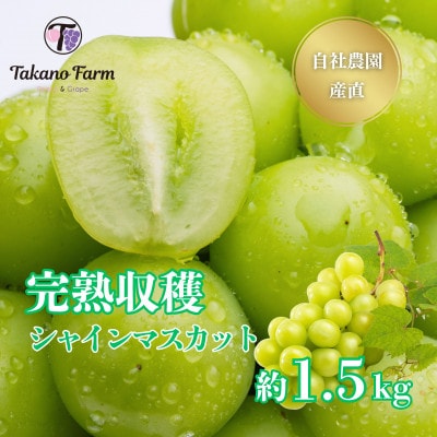 【2026年先行予約】シャインマスカット 約1.5kg 山梨市の自社農園産直!完熟収穫!【数量限定】【配送不可地域：離島】
