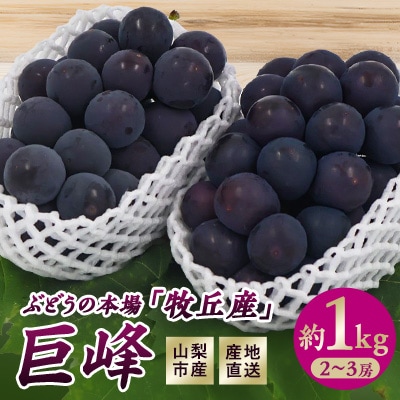 【2026年先行予約】山梨市産　牧丘産　巨峰2房　約1.0kg(2～3房)【配送不可地域：離島】