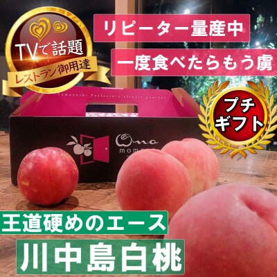 《王道硬めのエース川中島白桃》桃グランプリ銅賞＆5年連続TV出演話題ブランド2026年8月上旬発送【配送不可地域：離島・北海道・沖縄県・中国・四国・九州】