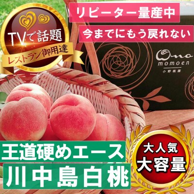 【王道硬めのエース川中島白桃】桃グランプリ銅賞＆5年連続TV出演話題ブランド2026年8月上旬発送【配送不可地域：離島・北海道・沖縄県・中国・四国・九州】
