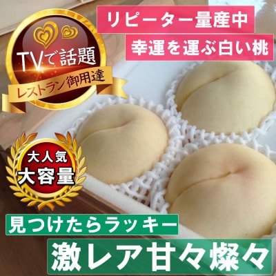 《激レア縁起深い白い桃の甘々燦々》人気品種指定ギフト5年連続TV出演話題ブランド2026年8月下旬～【配送不可地域：離島・北海道・沖縄県・中国・四国・九州】