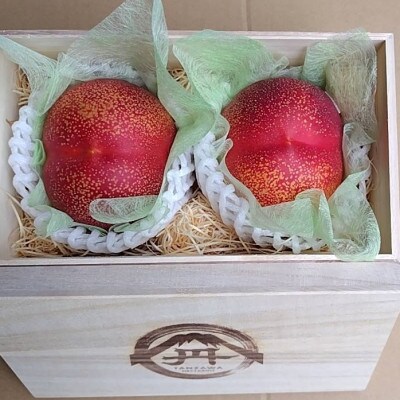 【周りに差をつける贈り物】最高糖度25度比類なき絶対糖度シャトーネクタリン2026年8月中旬より発送【配送不可地域：離島・北海道・沖縄県・中国・四国・九州】