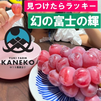 【見つけたらラッキー】この時期しか食べれない数に限りのある希少品種富士の輝2026年9月下旬より発送【配送不可地域：離島】