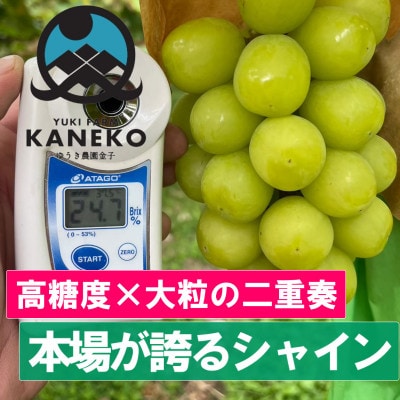 【本場山梨が誇るシャインマスカット】高糖度×大粒が織りなす二重奏贈答プレミアム2026年9月中旬発送【配送不可地域：離島】