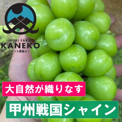 【葡萄生産量日本一】本場山梨の大自然が生み出した甲州戦国シャインマスカット2026年9月中旬より発送【配送不可地域：離島】
