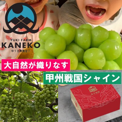 【山梨の大自然×本場山梨の匠】山梨が織りなす甲州戦国シャインマスカット2026年9月下旬より発送【配送不可地域：離島】