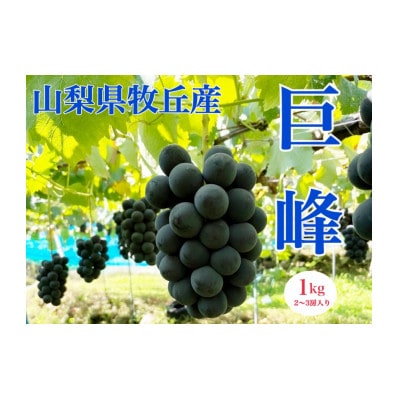 2026年先行受付  山梨県産種なし巨峰　1kg(2～3房)【配送不可地域：離島・沖縄県】