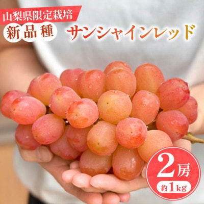 2026年発送【数量限定】山梨県産 希少品種「サンシャインレッド」2房約1kg  化粧箱入【配送不可地域：離島・沖縄県】