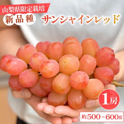 2026年発送【数量限定】山梨県産 希少品種「サンシャインレッド」1房 約500～600g 化粧箱入【配送不可地域：離島・沖縄県】