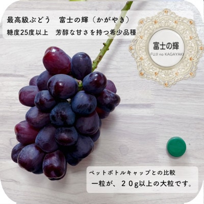 【2026年先行受付】富士の輝　大房800g以上　1房【配送不可地域：離島】