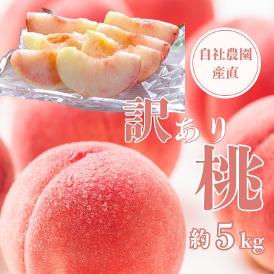 【2026年先行予約】【訳あり】完熟収穫桃 約5kg 山梨県産 自社農園産直!【配送不可地域：離島】