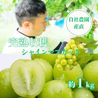 【2026年先行予約】シャインマスカット約1kg 山梨県産 自社農園直送!完熟収穫!【配送不可地域：離島】