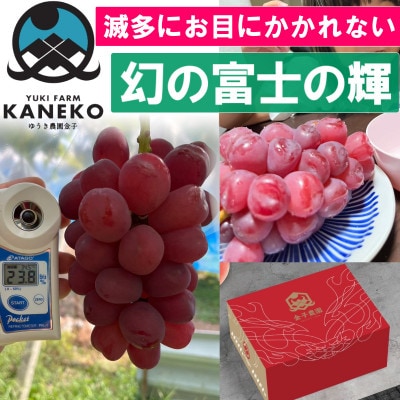 【本場山梨の希少品種】見つけたらラッキーなかなかお目にかかれない富士の輝約2kg9月中旬より発送【配送不可地域：離島】