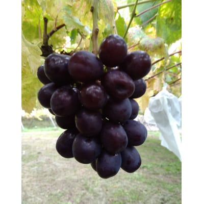 【2026年先行受付】10月中旬発送「牧丘天空マスカットノワール」約1kg(2～3房)【配送不可地域：離島】