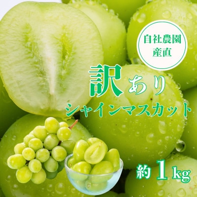 【2026年先行予約】【訳あり】シャインマスカット 約1kg 山梨県産 自社農園直送!完熟収穫!【配送不可地域：離島】