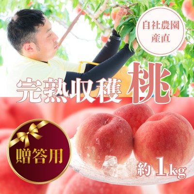 【2026年先行予約】【贈答用】完熟収穫桃 約1kg 山梨県産 自社農園産直!【配送不可地域：離島】