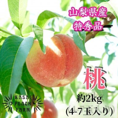 【2026年発送先行受付】厳選朝採り桃 山梨の笠井桃園の桃 約2kg【配送不可地域：離島】