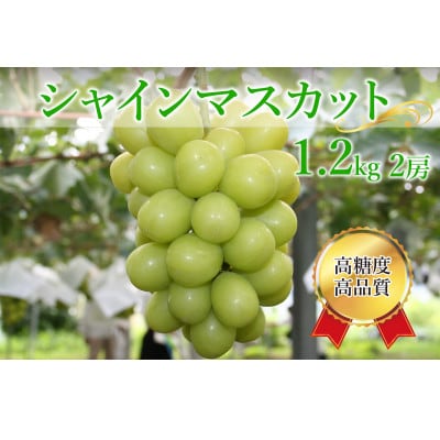 シャインマスカット 計1.2kg(2房)【配送不可地域：離島】