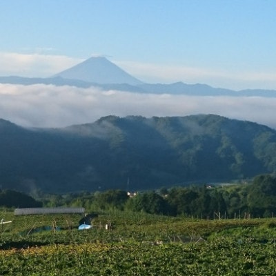 【山梨市牧丘】サンシャインレッド『甲斐ベリー7』体験型ぶどう苗木オーナー権利【1年間】