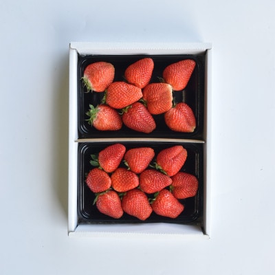 2025年度発送　山梨市産　いちご　土耕栽培かおりの500g相当【配送不可地域：離島・沖縄県】