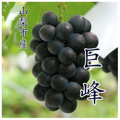 【2026年発送 先行受付】『数量限定』山梨市産種無し巨峰2房入　約1kg【配送不可地域：離島・沖縄県】