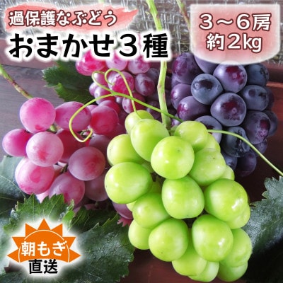 《2026年発送　先行受付》朝もぎ直送!!過保護に育った葡萄『おまかせ3種』3～6房(約2kg)【配送不可地域：離島】