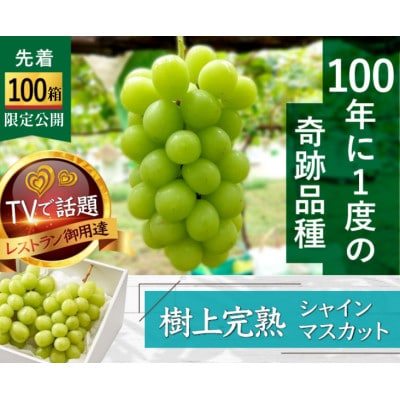 【海外ミシュラン御用達】先着100箱限定『樹上完熟シャインマスカット』5年連続メディア出演小野桃園【配送不可地域：離島】