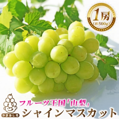 2026年発送　シャインマスカット1房(約500g)【配送不可地域：離島・沖縄県】