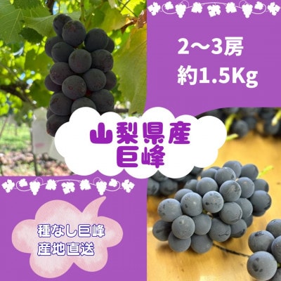 【2026年先行受付】巨峰2～3房(約1.5kg)【配送不可地域：離島】