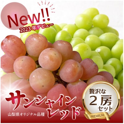 2026年発送【数量限定】希少な新品種サンシャインレッドと大人気シャインマスカットの贅沢2房セット【配送不可地域：離島・沖縄県】