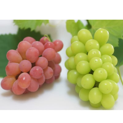 【2026年発送】サンシャインレッド＆シャインマスカット 贅沢2色食べ比べ 計1kg 【農福連携】【配送不可地域：離島】