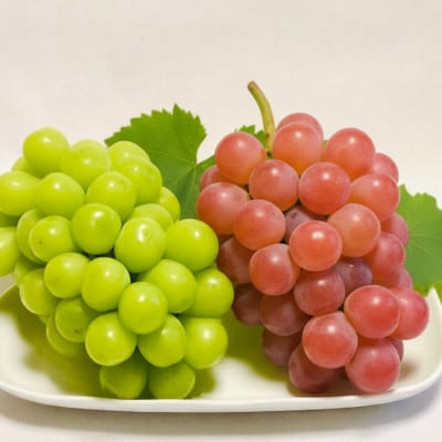 【2026年発送】シャインマスカット＆サンシャインレッドにこにこ食べ比べセット計1kg【数量限定】【配送不可地域：離島】