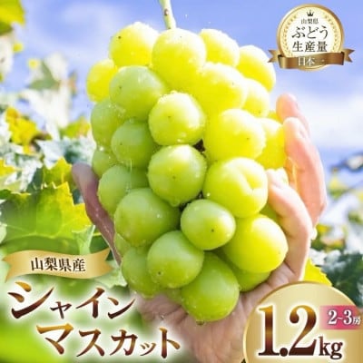 【2026年発送 先行受付】山梨県山梨市産 朝採れ シャインマスカット 1.2kg (2～3房)【配送不可地域：離島・沖縄県】