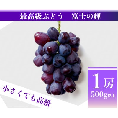 【2026年先行予約】富士の輝 計500g 1房 山梨県産【配送不可地域：離島】