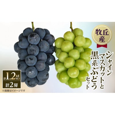 【2026年発送　先行受付】山梨直送!!シャインマスカットと黒系ぶどう　2房(1.2kg以上)【配送不可地域：離島・沖縄県】