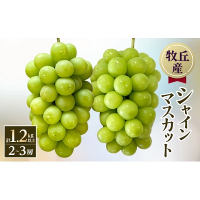 【2026年発送　先行受付】山梨直送!!シャインマスカット 2～3房(1.2kg以上)【配送不可地域：離島・沖縄県】