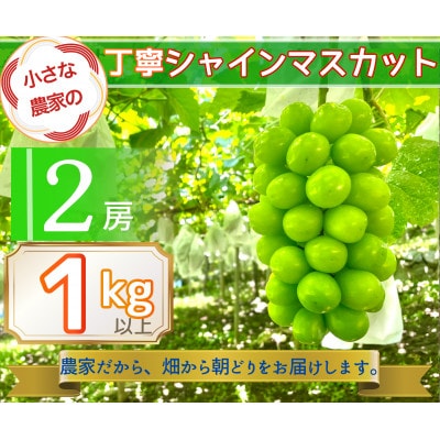 【2026年先行予約】小さな農家の丁寧シャインマスカット計1kg2房入り【配送不可地域：離島】