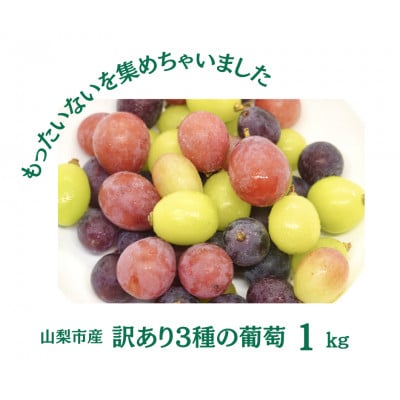 【2026年先行受付】訳あり 葡萄3品種 粒シャインマスカット 黒ぶどう 赤ぶどう 計1kg【配送不可地域：離島・沖縄県】