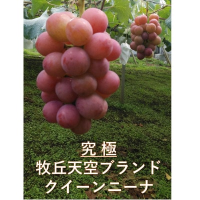 【2026年先行受付】「牧丘天空の丘ブランド　巨峰+クイーンニーナ」約1kg(2～3房)【配送不可地域：離島】