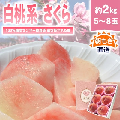 《2026年発送　先行受付》桃 『白桃系さくら』 約2kg 5～8玉 朝もぎ 直送! 選び抜かれた桃【配送不可地域：離島】