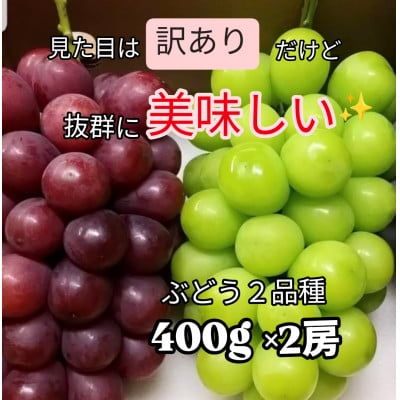 【2026発送予定】【訳あり】葡萄2色入り化粧箱入り　山梨市産地直送　約400g×2房【配送不可地域：離島】