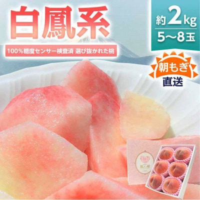 《2026年発送　先行受付》桃 『白鳳系』 約2kg 5～8玉 朝もぎ直送! 選び抜かれた桃【配送不可地域：離島】