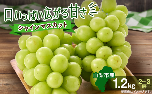 【2026年発送　先行受付】やみつきシャインマスカット 1.2kg (2～3房)【配送不可地域：離島】