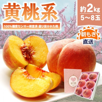 《2026年発送　先行受付》朝もぎ直送!『黄桃系』5～8玉  選び抜かれた桃【配送不可地域：離島】