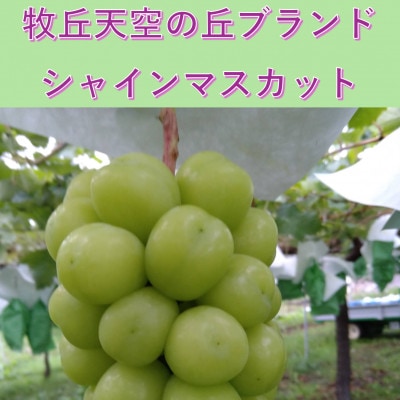 【2026年先行予約】2026年10月上旬発送「牧丘天空の丘シャインマスカット」約1kg(2～3房)【配送不可地域：離島・沖縄県】
