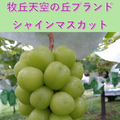 2026年10月下旬発送「牧丘天空の丘シャインマスカット」約1kg(2～3房)【配送不可地域：離島・沖縄県】