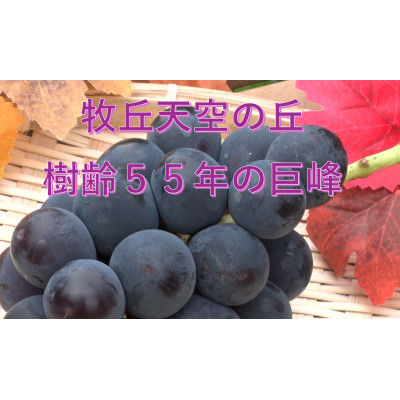 【2026年先行受付】2026年9月中旬発送「幻の牧丘天空の丘キング巨峰」 約1kg(2～3房)【配送不可地域：離島・沖縄県】